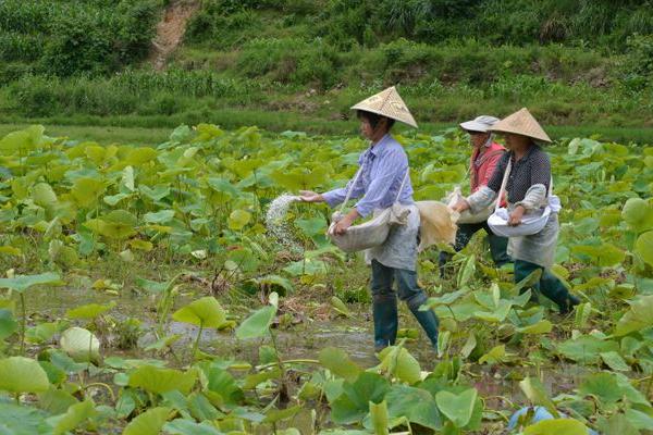 姜高产施肥要点