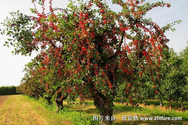 一株俄罗斯8号樱桃苗多少钱？种植俄罗斯8号樱桃的前景如何